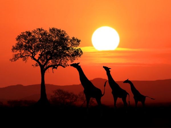 dolu-dolu-guney-afrika-safari-rotasi
