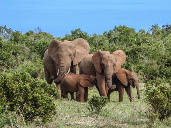 gorkemli-guney-afrika-ve-safari-johannesburg-sun-city-pilanesberg-cape-town