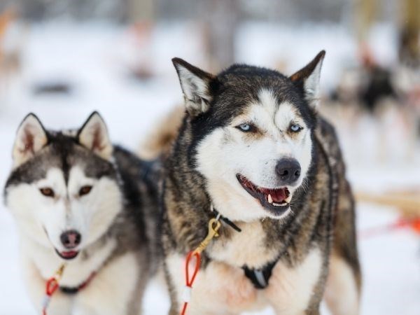 Büyüleyici Kuzey Işıkları Lapland Türk Hava Yolları 4 Gece (2 Gece Jakuzi ve Saunalı Cam Iglooda Konaklama) (Tüm Turlar Dahil)