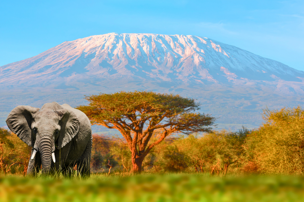 Kilimanjaro
