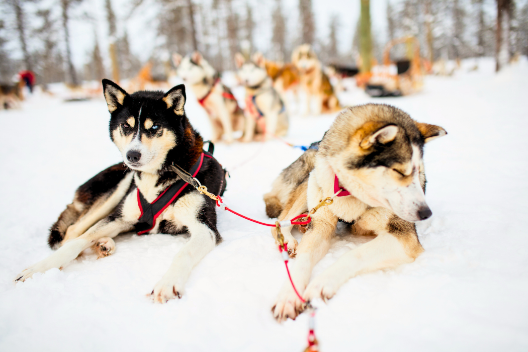 lapland husky safarisi