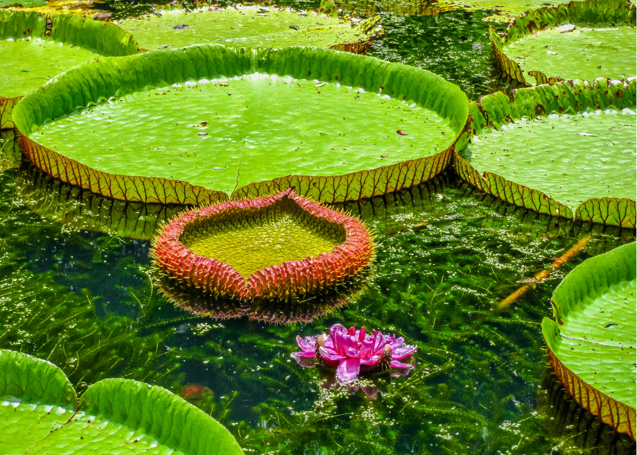 mauritius'tan ne alınır