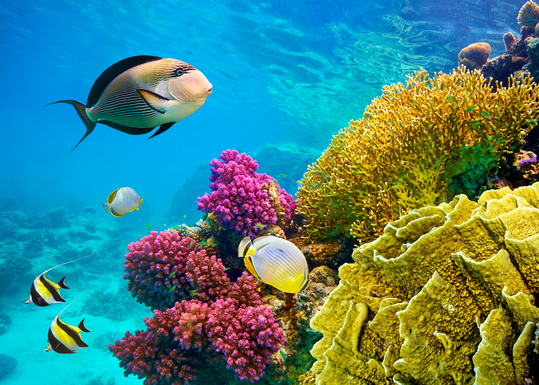 Sharm El Sheikh