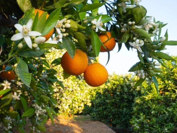 Günübirlik İznik Zeytin Hasadı Turu