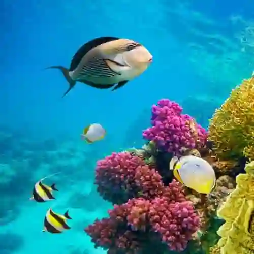 Sharm Turları