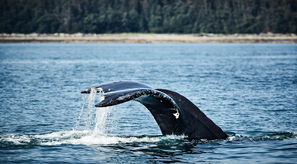 Discovery Princess ile Alaska ve Kanada ''Kurban Bayramı''