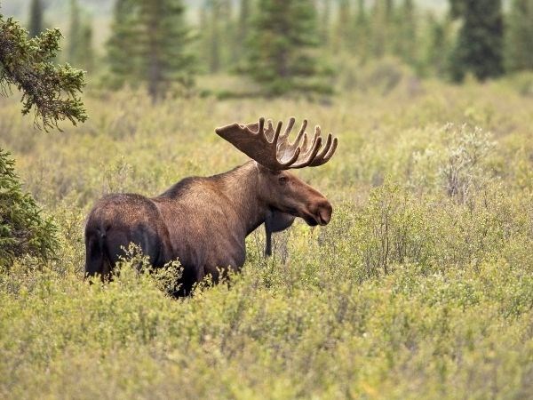 ''Kraliçelerin Gemisi'' Luxury Cruise,Queen Elizabeth ile Alaska & Kanada Cruise Only 