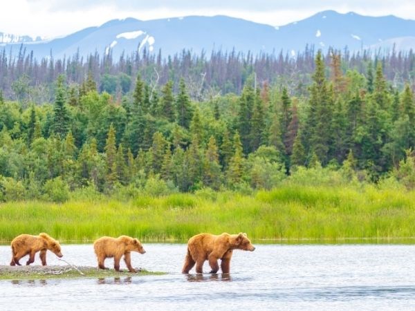 ''Kraliçelerin Gemisi'' Luxury Cruise,Queen Elizabeth ile Alaska & Kanada Cruise Only 