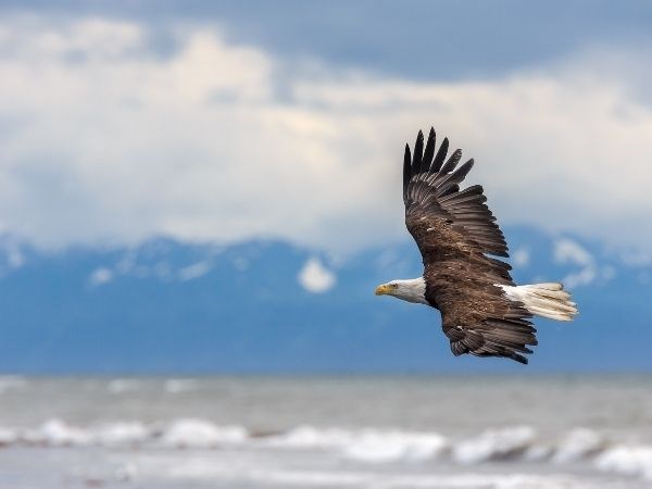 ''Kraliçelerin Gemisi'' Luxury Cruise,Queen Elizabeth ile Alaska & Kanada Cruise Only 