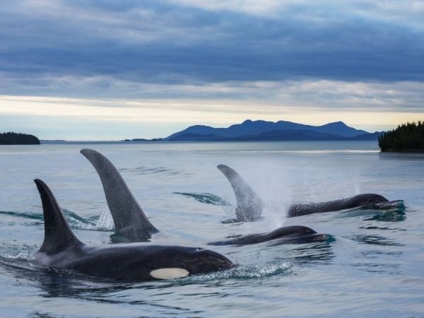 ''Kraliçelerin Gemisi'' Luxury Cruise,Queen Elizabeth ile Alaska & Kanada Cruise Only 