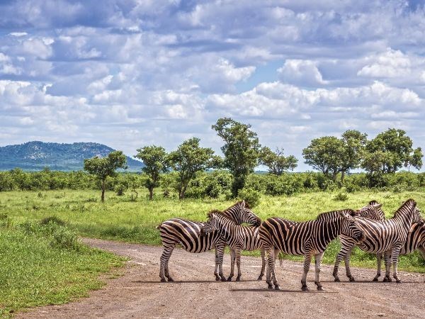 Afrika'nın Büyüleyici Ritmi Güney Afrika Türk Hava Yolları 7 Gece 