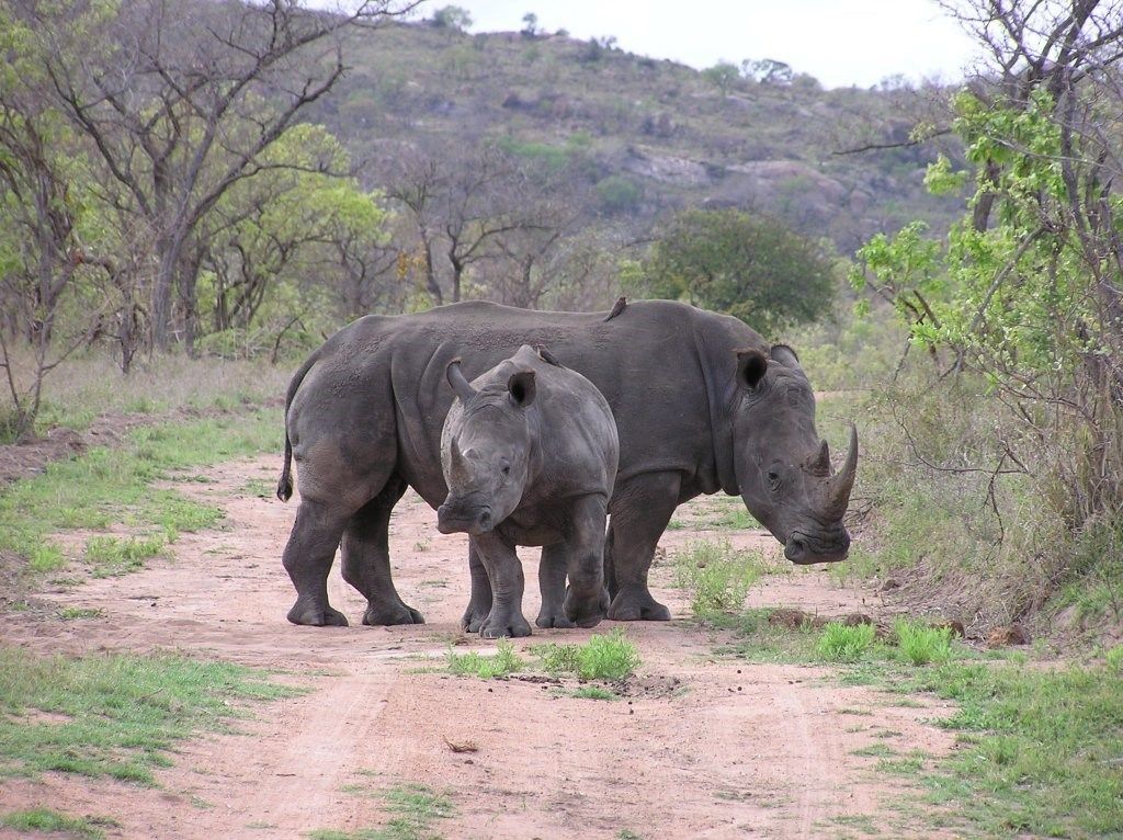 Güney Afrika Viktoria Şelaleleri Botswana Safari Türk Hava Yolları 7 Gece 