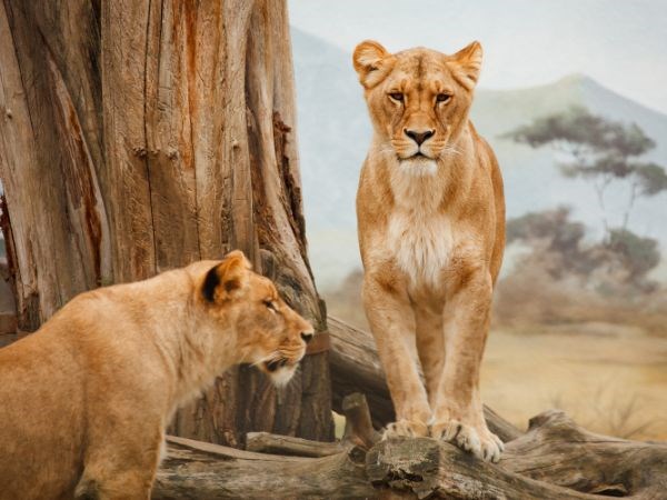 Dolu Dolu Güney Afrika Safari Rotası Türk Hava Yolları 6 Gece