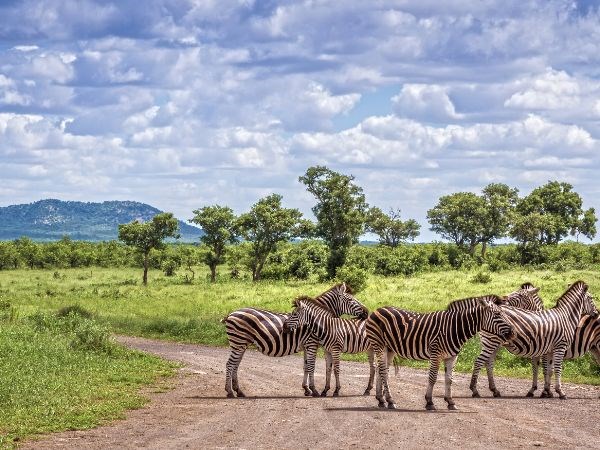 Dolu Dolu Güney Afrika Safari Rotası Türk Hava Yolları 6 Gece