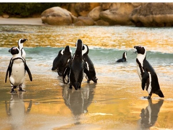 Dolu Dolu Güney Afrika Safari Rotası Türk Hava Yolları 6 Gece