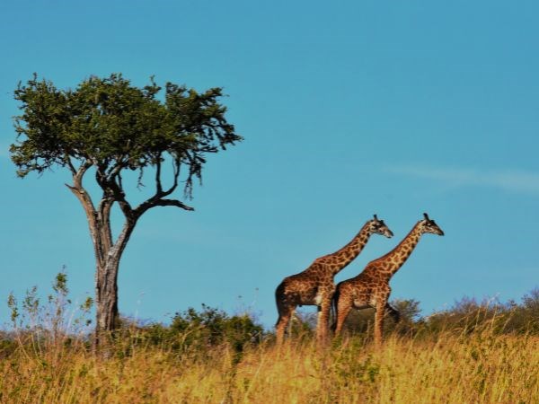 Dolu Dolu Güney Afrika Safari Rotası Türk Hava Yolları 6 Gece