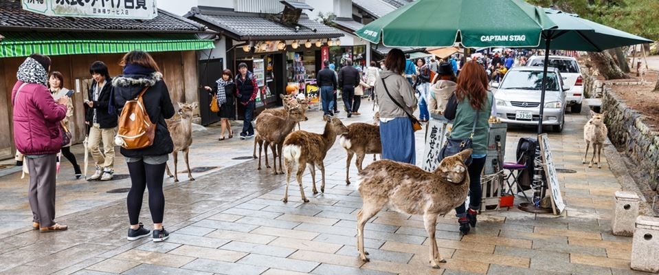 Japonya Kore Mistik Rotalar Türk Hava Yolları 7  Gece