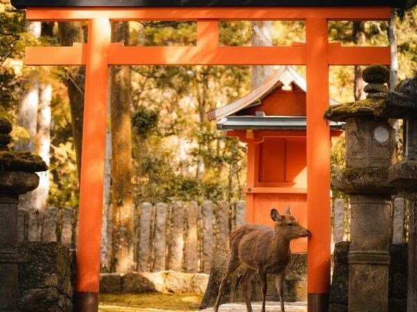 **Koyo Dönemi** Prestige Hong Kong Japonya Emirates Hava Yolları 9 Gece
