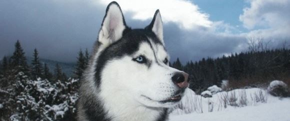 Süper Promo Lapland Beyaz Rotalar Türk Hava Yolları 3 Gece 
