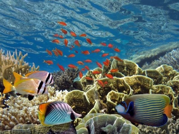 Maldivler Turkuazın Görkemli Büyüsü Türk Hava Yolları 5 Gece 