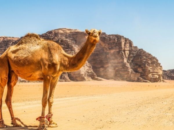 Baştanbaşa Mısır Turu  Pegasus Hava yolları ile 8 Gece 4* Oteller (Hurgada - Kahire -  Sharm)