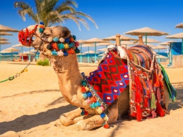 Baştanbaşa Mısır Turu  Pegasus Hava yolları ile 8 Gece 4* Oteller (Hurgada - Kahire -  Sharm)
