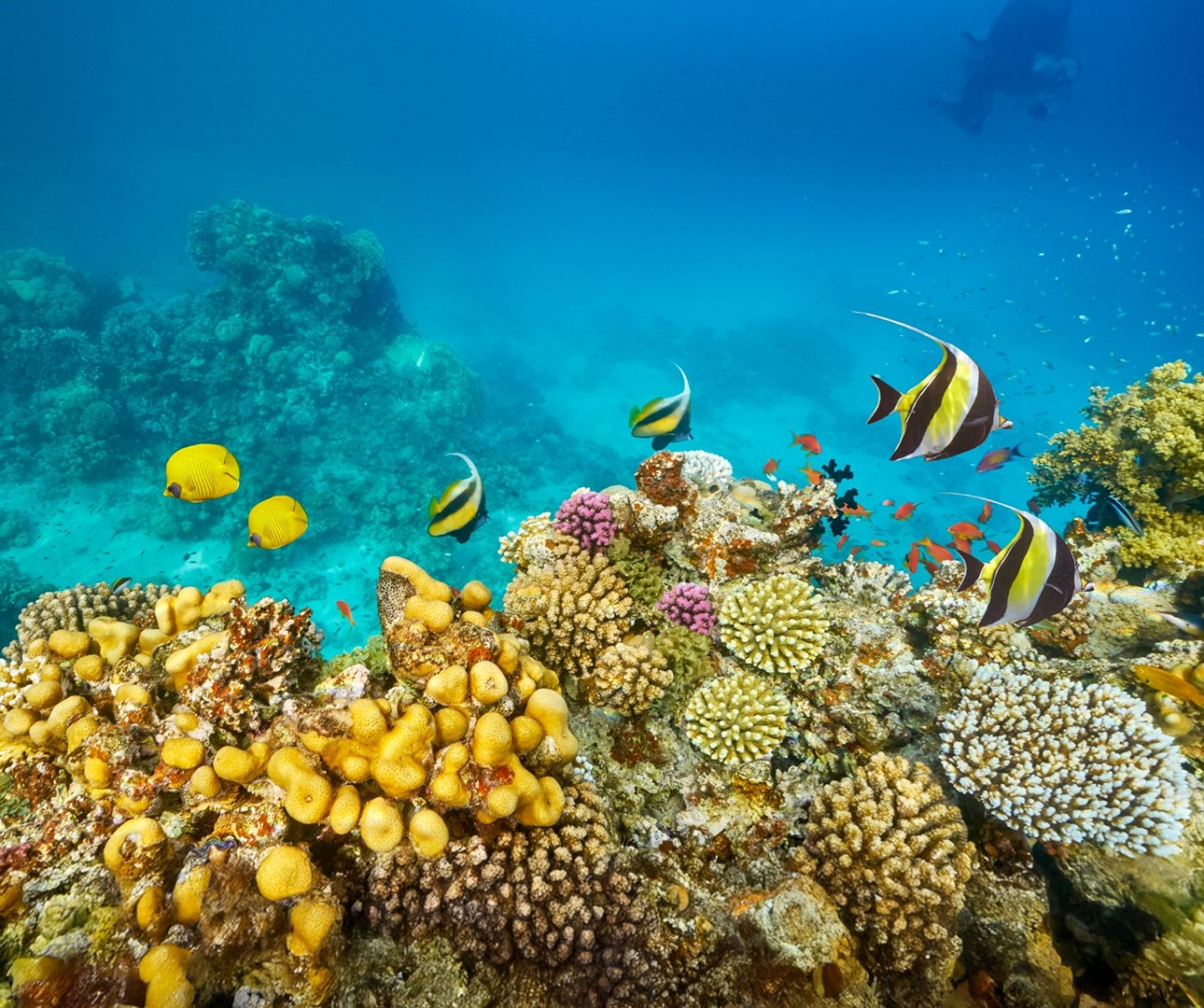 Sharm Turu Pegasus Havayolları Sabah Uçağı İle 4 gece 4* Queen Sharm Resort Yarım Pansiyon