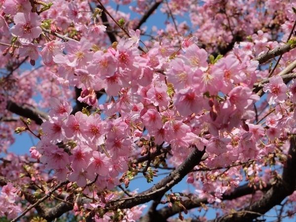 Doğan Güneşin Ülkesi Japonya Türk Hava Yolları 6 Gece