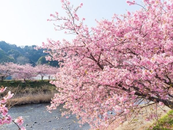 Doğan Güneşin Ülkesi Japonya Türk Hava Yolları 6 Gece