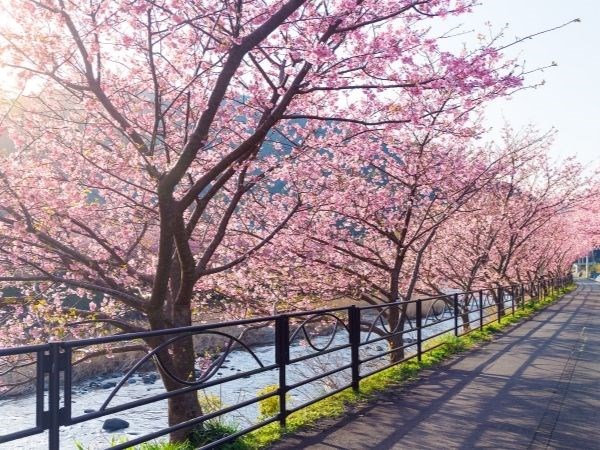 Doğan Güneşin Ülkesi Japonya Türk Hava Yolları 6 Gece