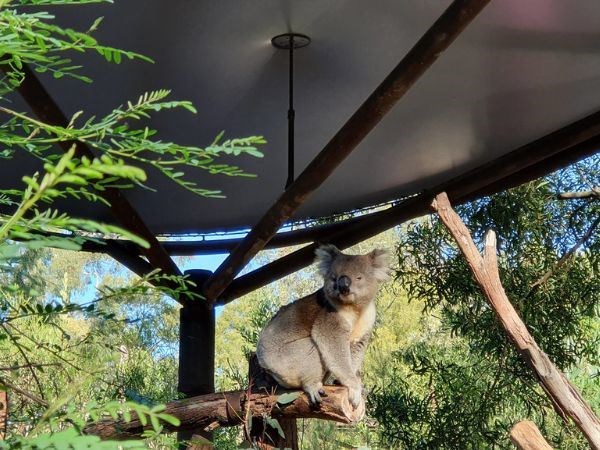 Avustralya Yeni Zelanda Türk Hava Yolları 9 Gece