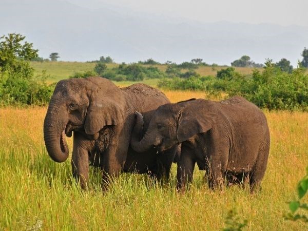 Elegant Ruanda Uganda Türk Hava Yolları 8 Gece