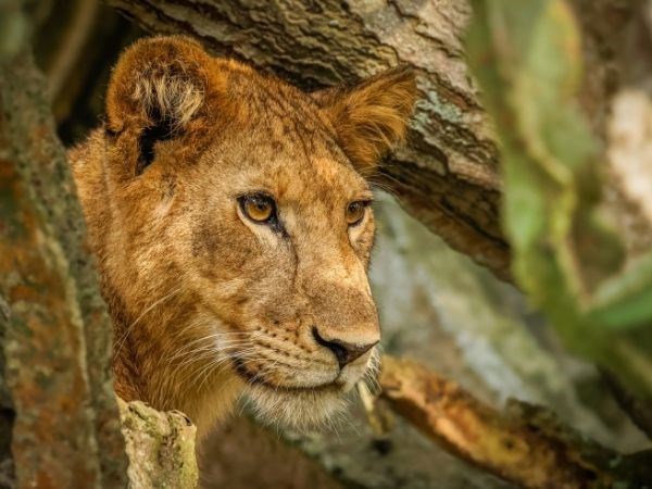 Elegant Ruanda Uganda Türk Hava Yolları 8 Gece