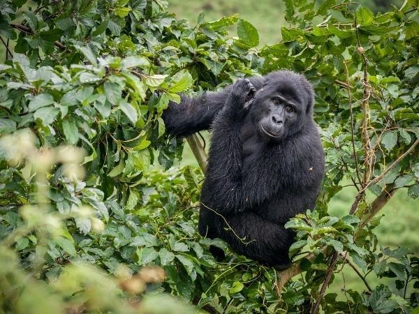 Elegant Ruanda Uganda Türk Hava Yolları 8 Gece