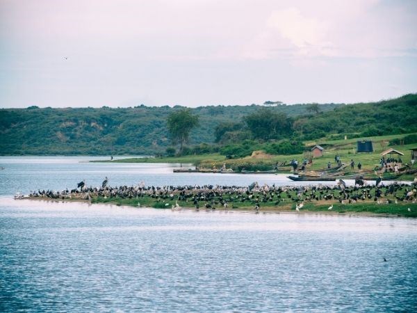 Elegant Ruanda Uganda Türk Hava Yolları 8 Gece