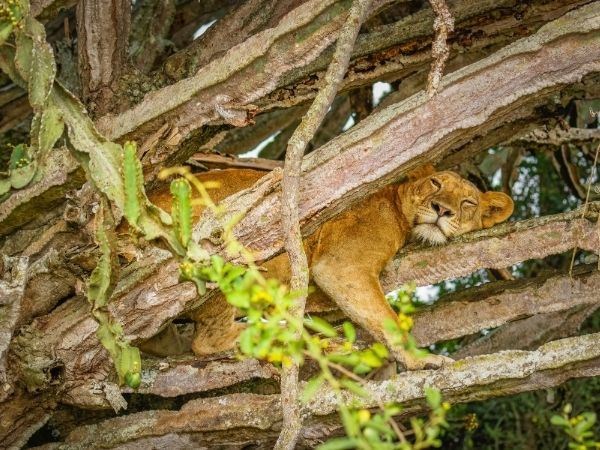 Elegant Ruanda Uganda Türk Hava Yolları 8 Gece