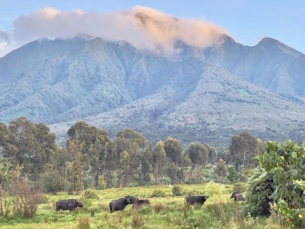 Elegant Ruanda Uganda Türk Hava Yolları 8 Gece