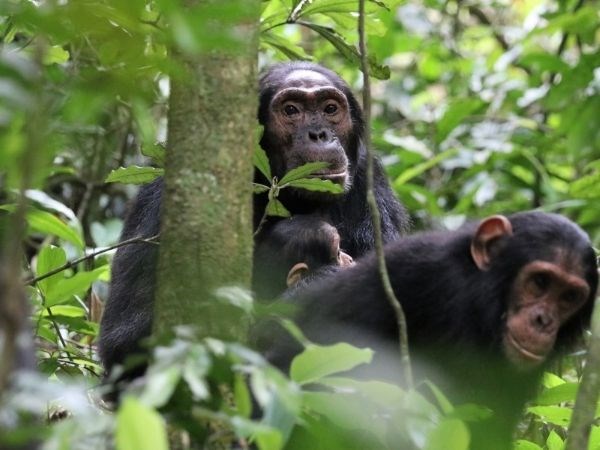 Elegant Ruanda Uganda Türk Hava Yolları 8 Gece