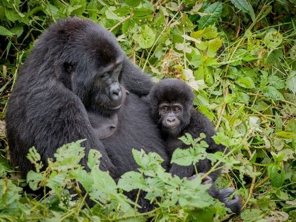 Elegant Uganda Türk Hava Yolları 7 Gece