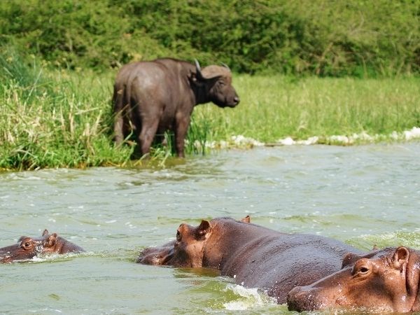Elegant Uganda Türk Hava Yolları 7 Gece