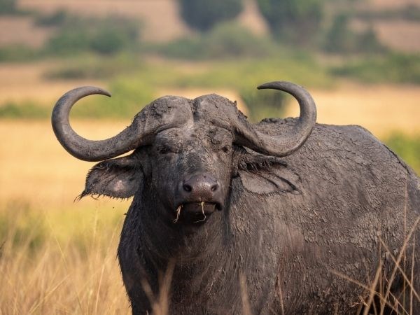 Elegant Uganda Türk Hava Yolları 7 Gece