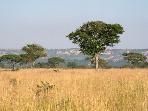 Elegant Uganda Türk Hava Yolları 7 Gece