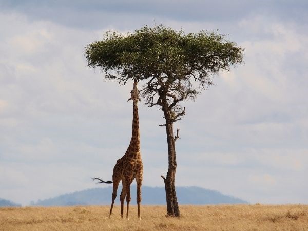 Elegant Kenya Tanzanya Büyük Göç Türk Hava Yolları 9 Gece