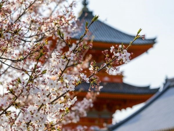 Sakura Zerafeti Japonya Türk Hava Yolları 7 Gece (Tüm Turlar Dahil)