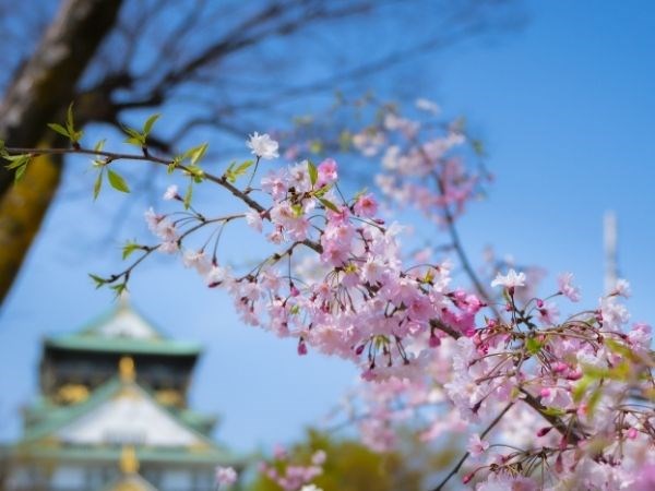 Sakura Zerafeti Japonya Türk Hava Yolları 7 Gece (Tüm Turlar Dahil)