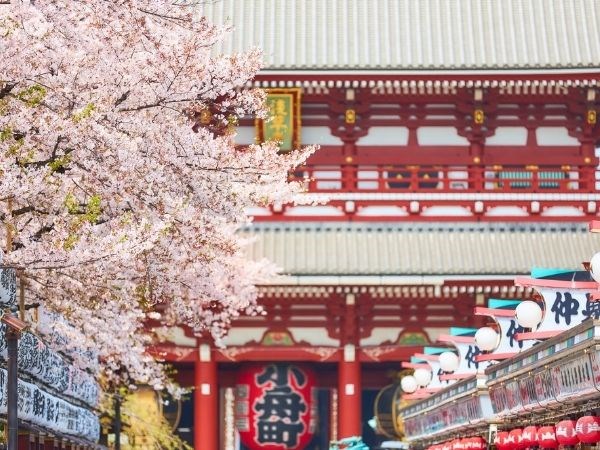 Sakura Zerafeti Japonya Türk Hava Yolları 7 Gece (Tüm Turlar Dahil)