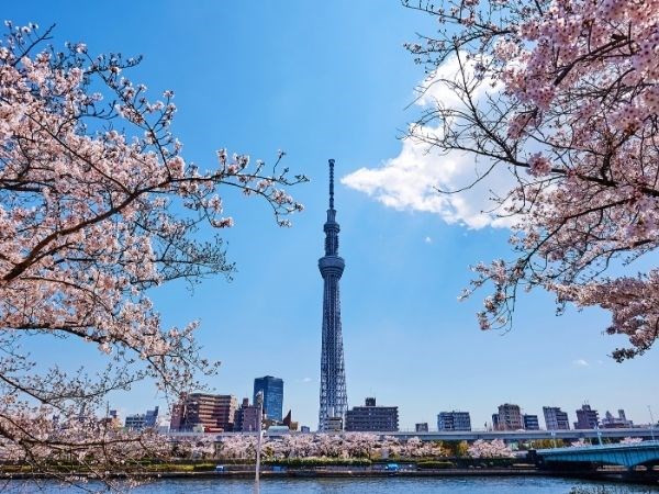 Sakura Zerafeti Japonya Türk Hava Yolları 7 Gece (Tüm Turlar Dahil)