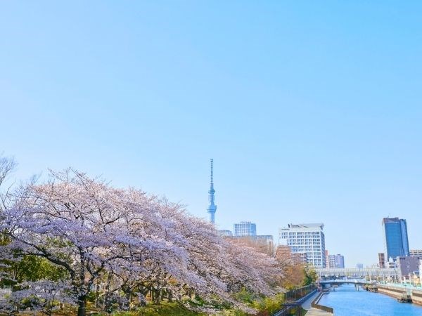 Sakura Zerafeti Japonya Türk Hava Yolları 7 Gece (Tüm Turlar Dahil)