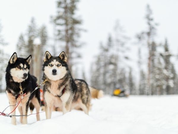 **YILBAŞI**Lapland Büyülü Kuzey Işıkları Masalı Türk Hava Yolları 4 Gece ( TÜM TURLAR DAHİL)