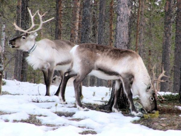 **YILBAŞI**Lapland Büyülü Kuzey Işıkları Masalı Türk Hava Yolları 4 Gece ( TÜM TURLAR DAHİL)
